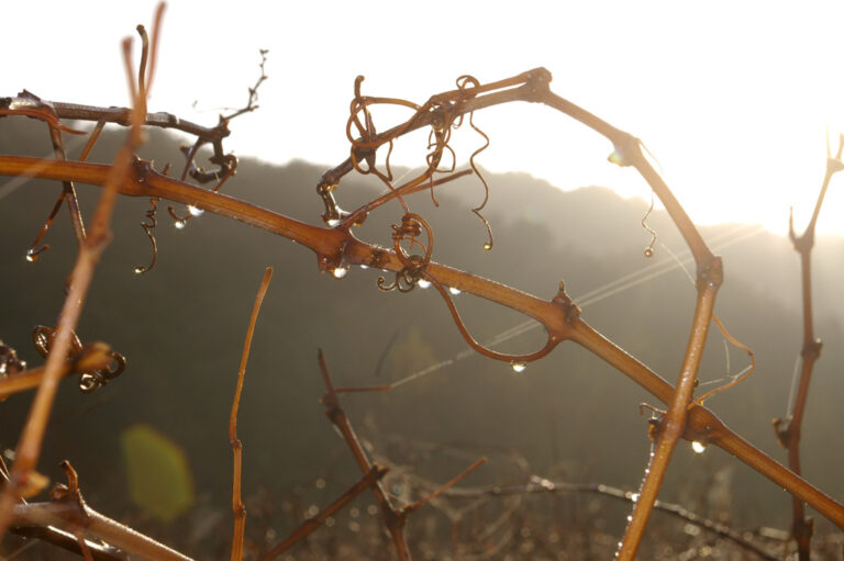 LE-SOLEIL-RECHAUFFE-LES-SARMENTS